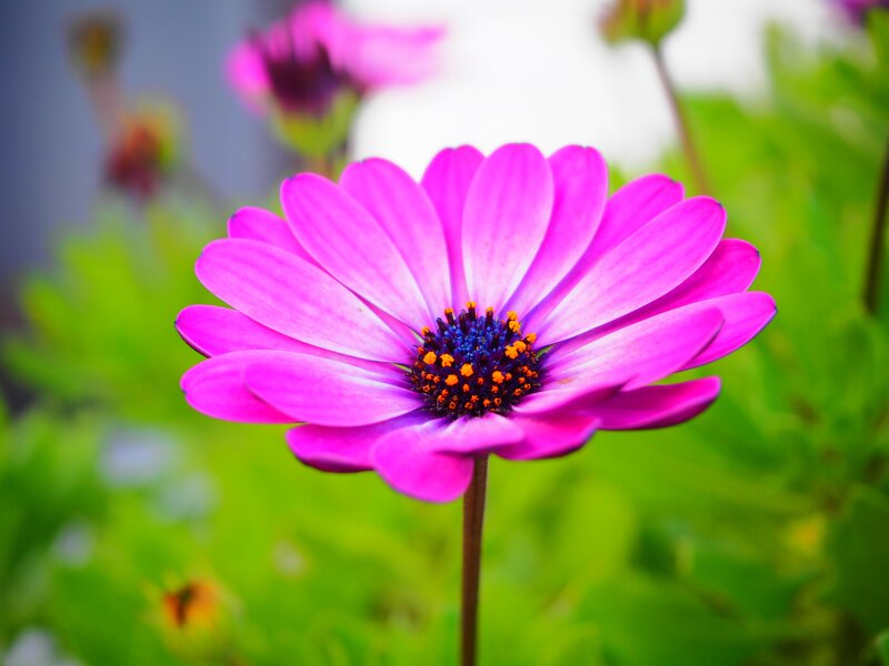 Purple Daisy Flower — Pink, Calm, Spring