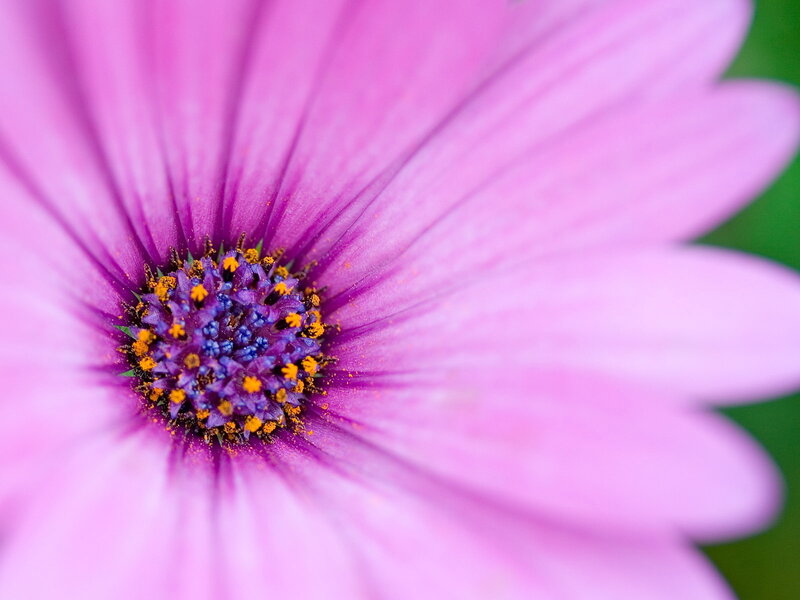 Purple Daisy Flower — Pink, Calm