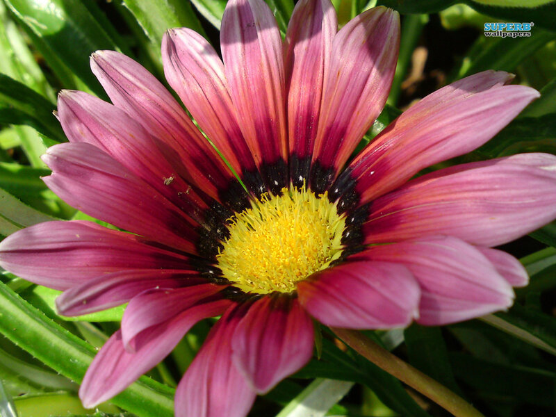 Purple Daisy Flower — Pink, Natural