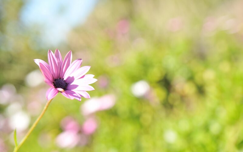 Purple Daisy Flower — Pink, Serene, Afternoon, Photograph, Green Grass