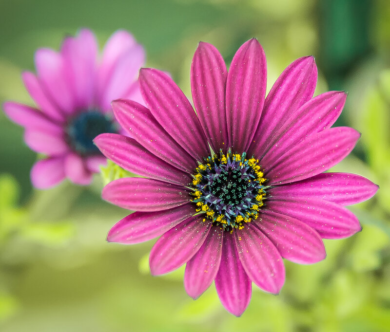 Purple Daisy Flower — Pink, Serene, Afternoon