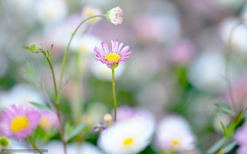 Purple Daisy Flower — Pink, Serene, Spring, Photograph