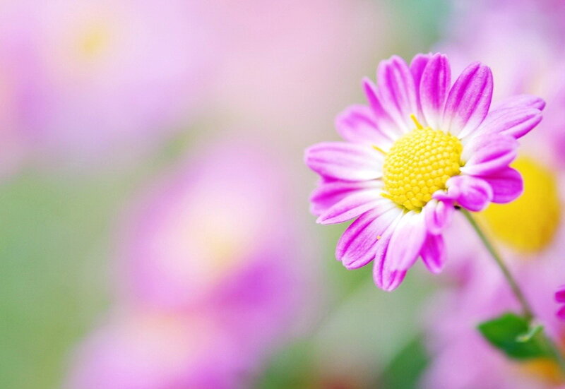 Purple Daisy Flower — Pink, Serene, Spring