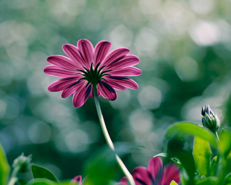 Purple Daisy Flower — Pink, Serene