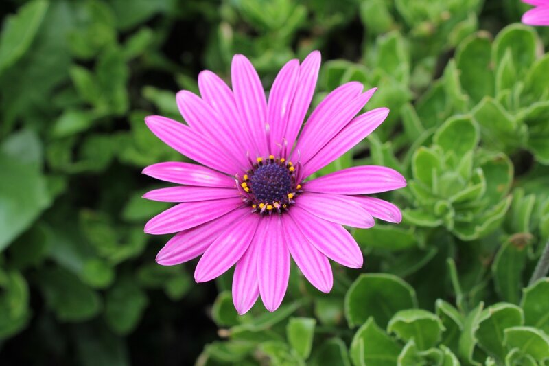 Purple Daisy Flower — Pink