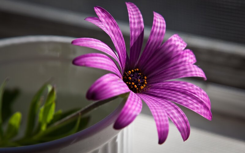 Purple Daisy Flower — Serene, Afternoon, Photograph, Flower Pot, Green Leaves, Window