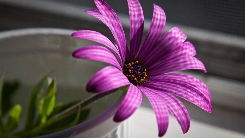 Purple Daisy Flower — Serene, Afternoon, Photograph, Flower Pot