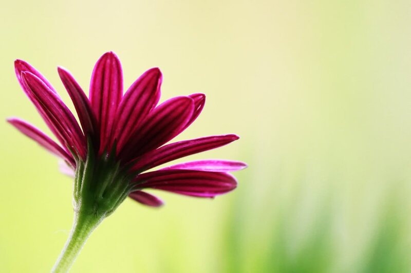 Purple Daisy Flower — Serene, Afternoon, Photograph, Green Stem, Blurred Background