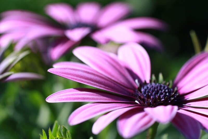 Purple Daisy Flower — Serene, Afternoon, Photograph, Petals, Greenery