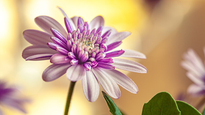 Purple Daisy Flower — Serene, Afternoon, Photograph, Petals, Stem, Leaf