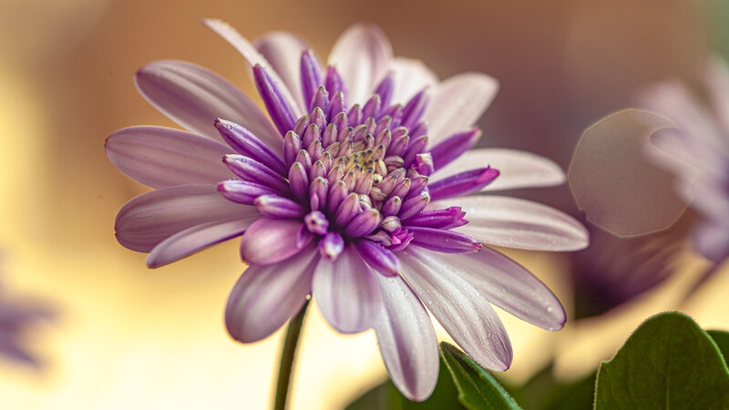 Purple Daisy Flower — Serene, Afternoon, Photograph, Petals, Stem