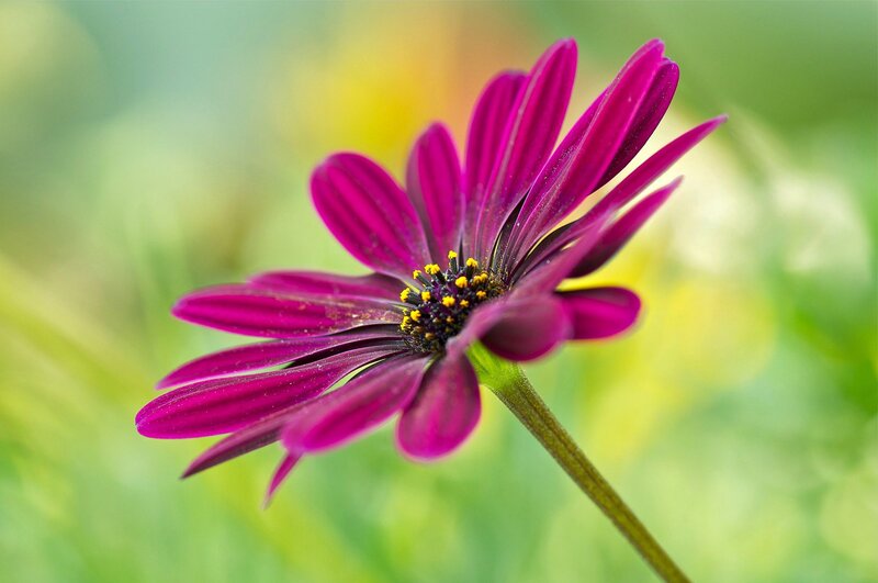 Purple Daisy Flower — Serene, Afternoon, Photograph, Stem, Green Background