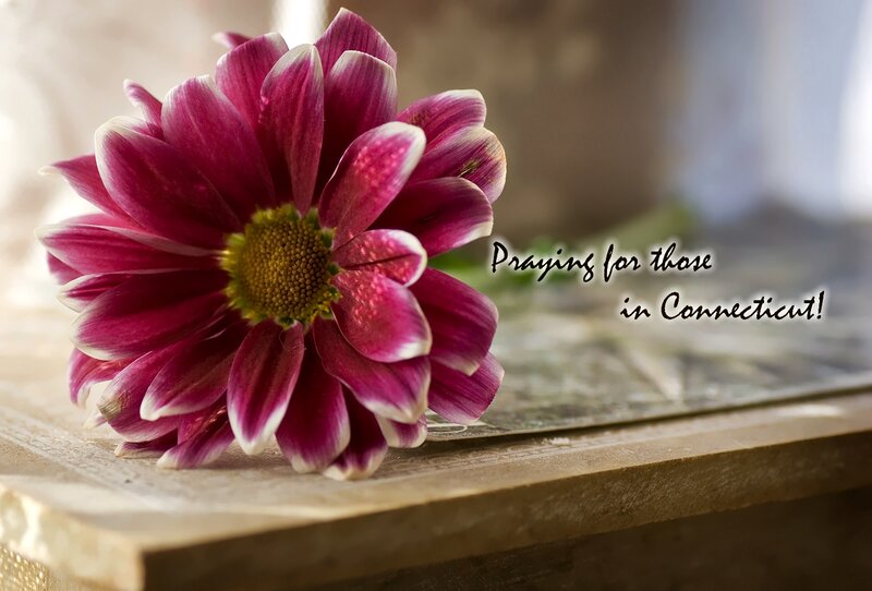 Purple Daisy Flower — Serene, Afternoon, Photograph, Wooden Surface