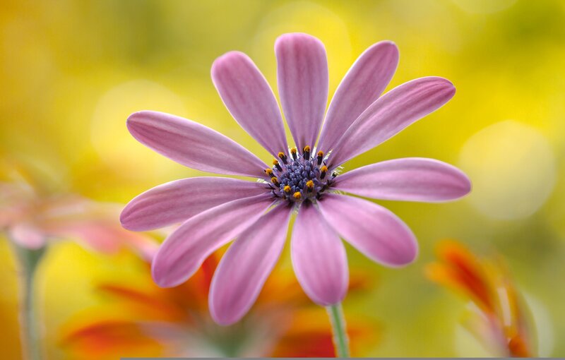 Purple Daisy Flower — Serene, Afternoon, Photograph, Yellow Background