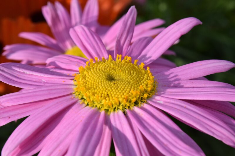 Purple Daisy Flower — Serene, Afternoon, Photograph, Yellow Center