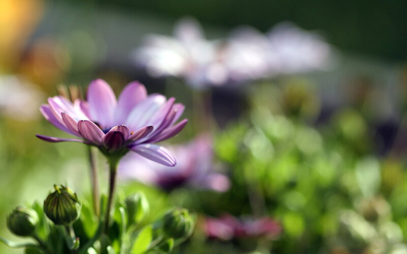 Purple Daisy Flower — Serene, Afternoon