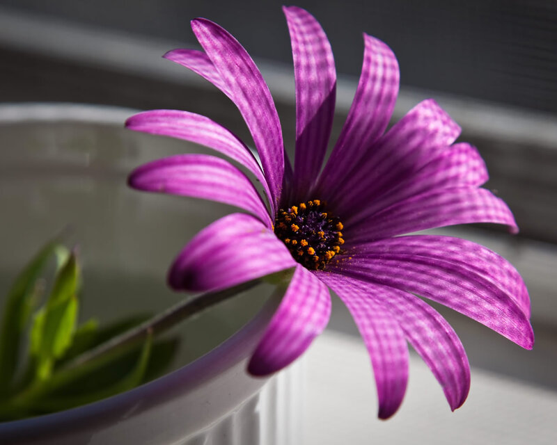 Purple Daisy Flower — Serene, Morning