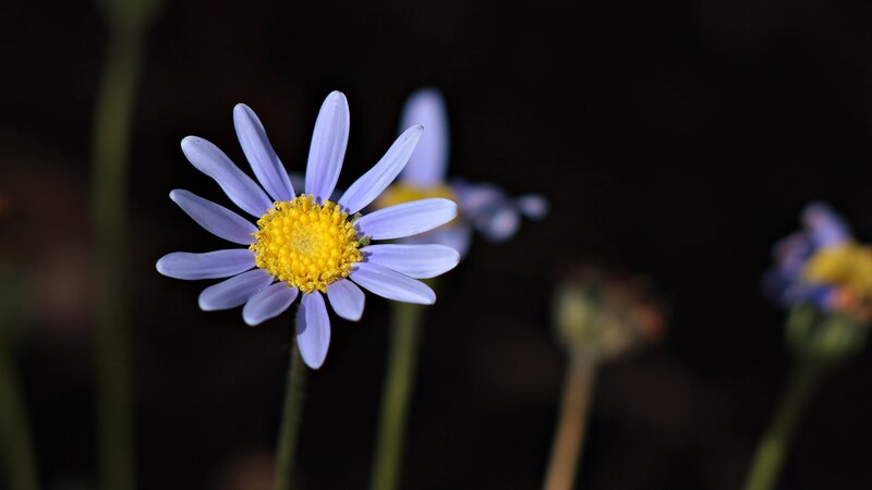Purple Daisy Flower — Serene, Night
