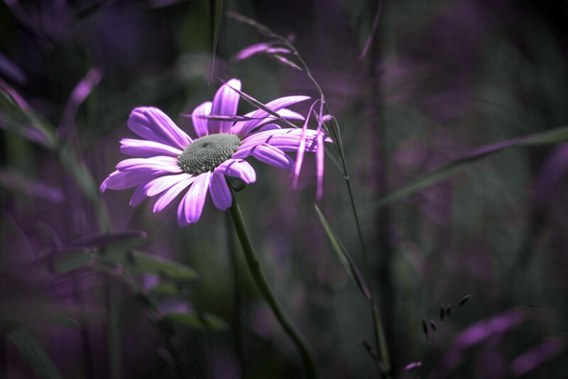 Purple Daisy Flower — Serene, Photograph, Grass