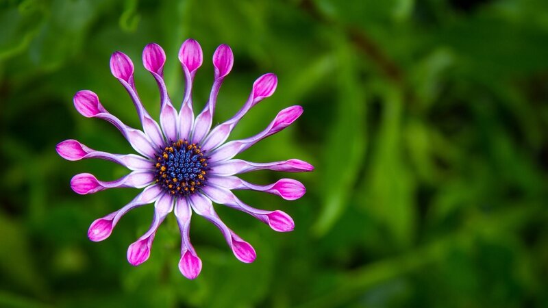 Purple Daisy Flower — Serene, Photograph, Green Leaves