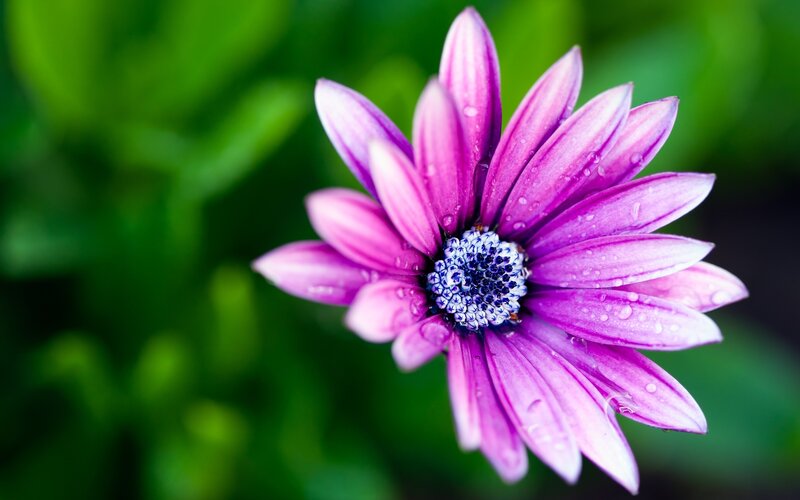 Purple Daisy Flower — Serene, Photograph, Petals, Center, Drops