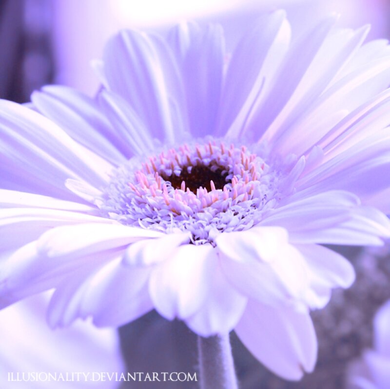Purple Daisy Flower — Serene, Photograph, Petals, Center