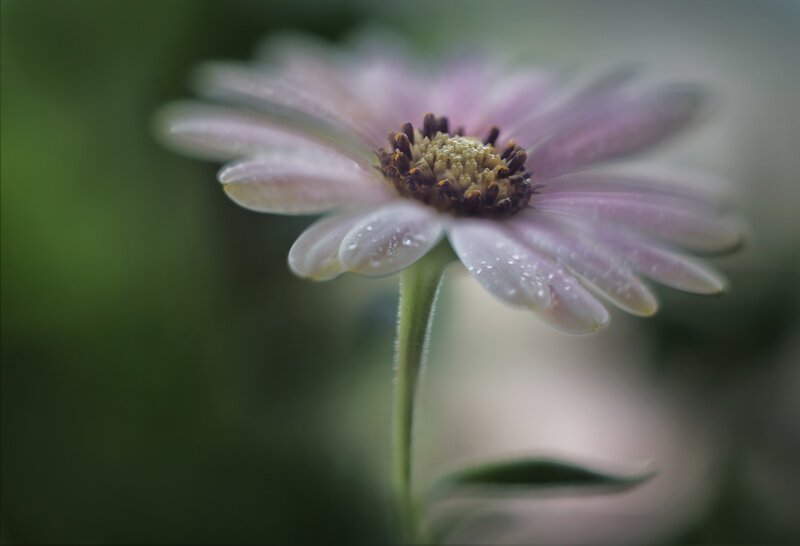 Purple Daisy Flower — Serene, Photograph, Petals, Stem