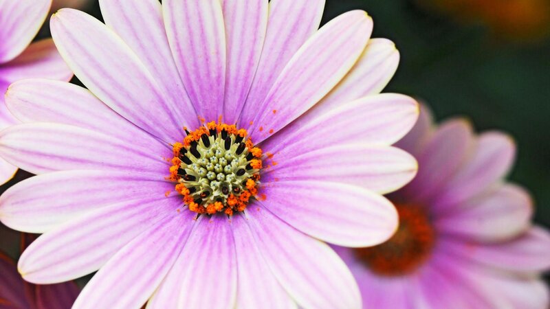 Purple Daisy Flower — Serene, Photograph, Petals