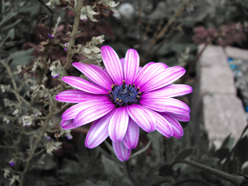 Purple Daisy Flower — Serene, Photograph, Plant