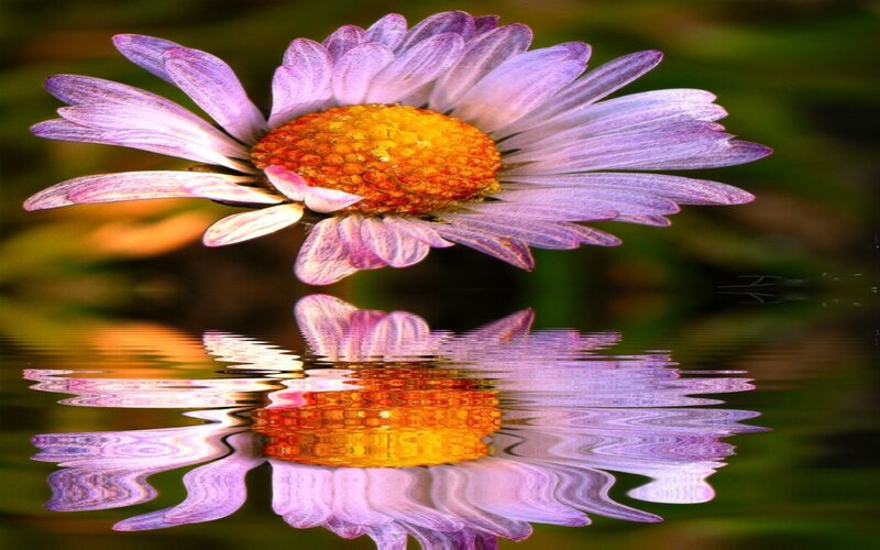 Purple Daisy Flower — Serene, Photograph, Reflection