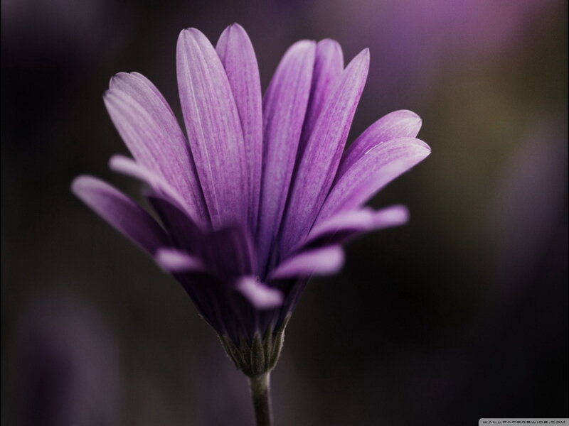 Purple Daisy Flower — Serene, Photograph, Stem, Petals