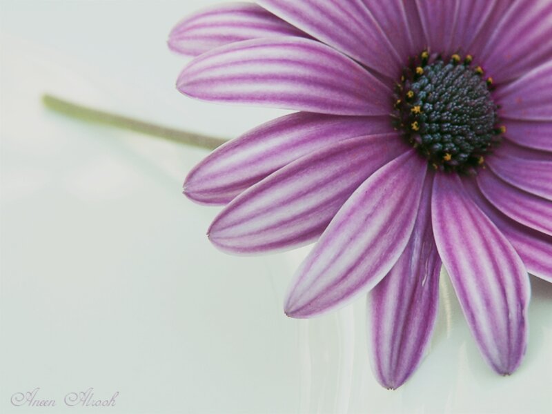 Purple Daisy Flower — Serene, Photograph, Stem