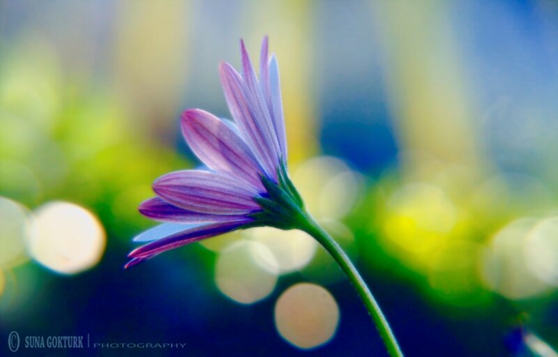 Purple Daisy Flower — Serene, Photograph