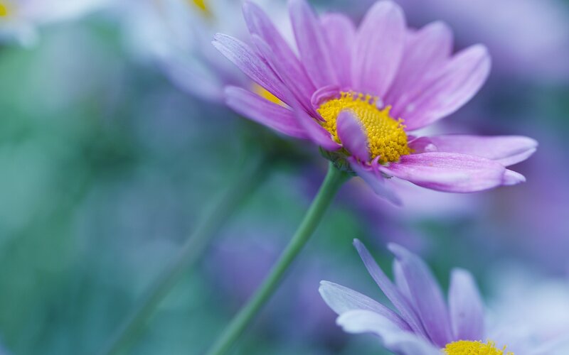 Purple Daisy Flower — Serene, Photograph, Yellow Center, Green Stem, Blurry Background