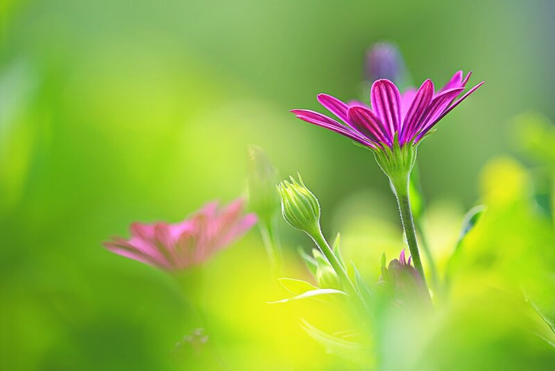 Purple Daisy Flower — Serene, Spring, Photograph, Bud
