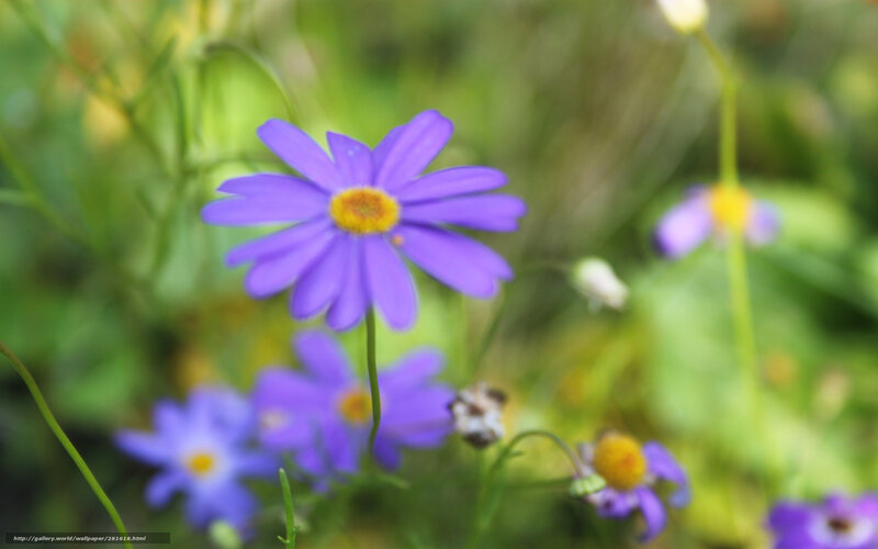 Purple Daisy Flower — Serene, Spring, Photograph, Green Grass