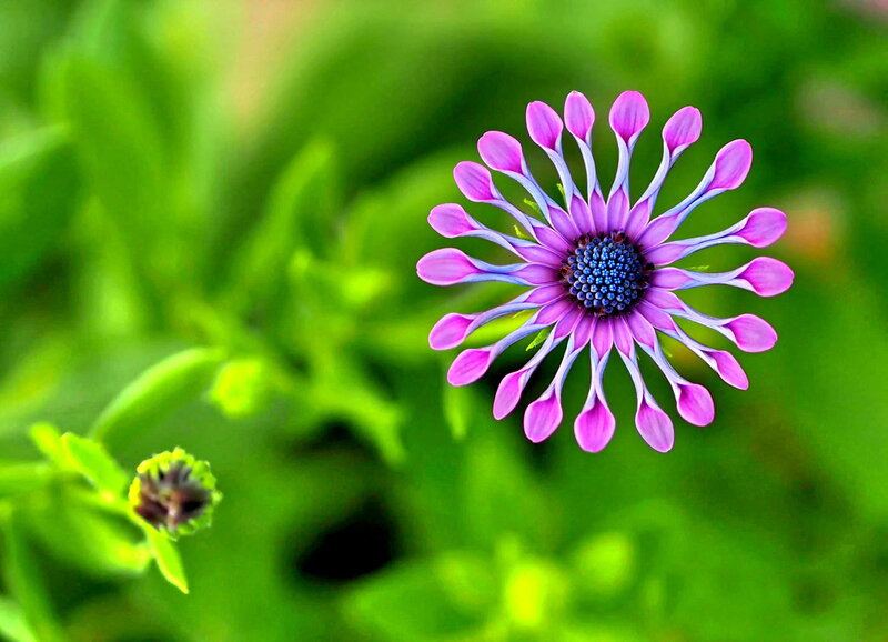 Purple Daisy Flower — Serene, Spring, Photograph, Green Leaves, Flower Bud