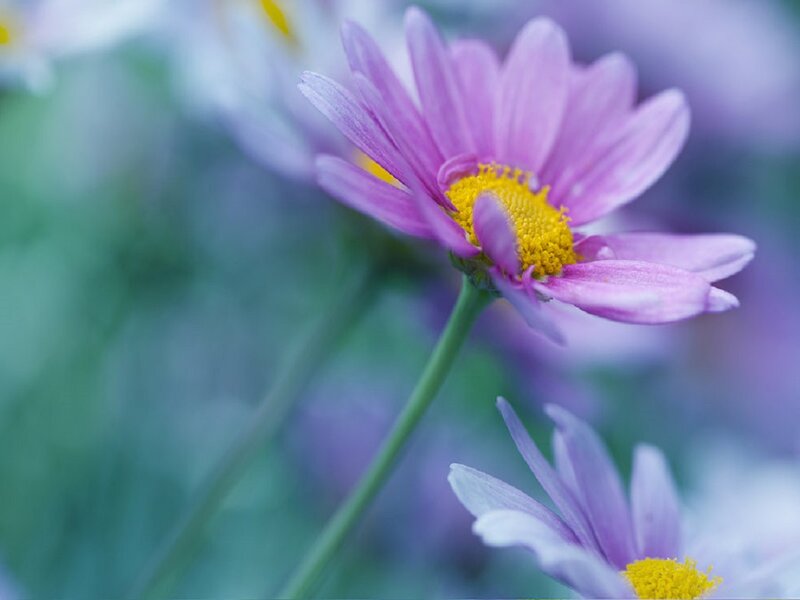 Purple Daisy Flower — Serene, Spring, Photograph, Yellow Center, Green Stem