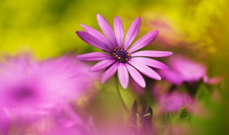 Purple Daisy Flower — Serene, Spring