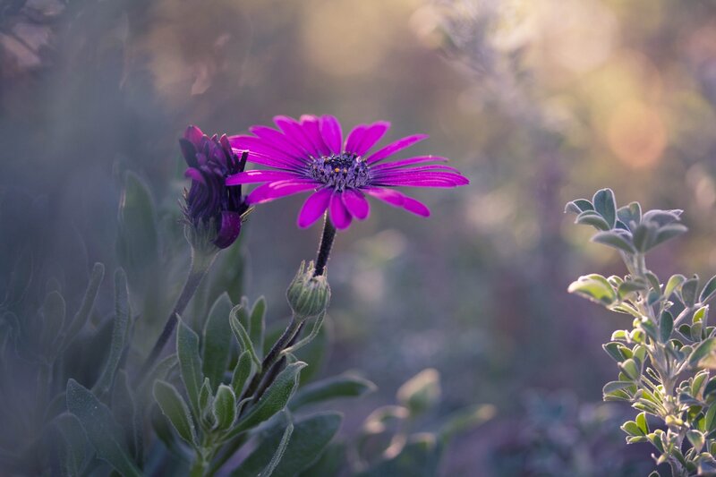 Purple Daisy Flower — Serene, Sunset, Photograph, Bud