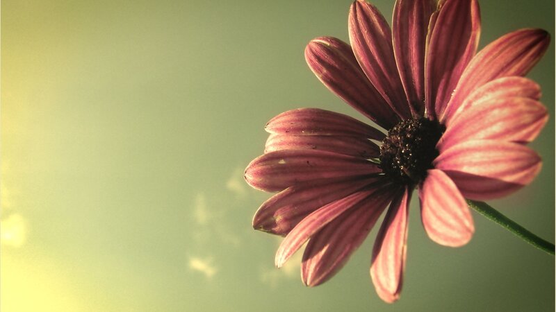 Purple Daisy Flower — Serene, Sunset, Photograph, Stem