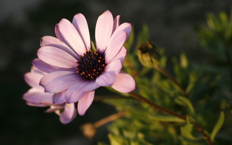 Purple Daisy Flower — Serene, Sunset, Photograph