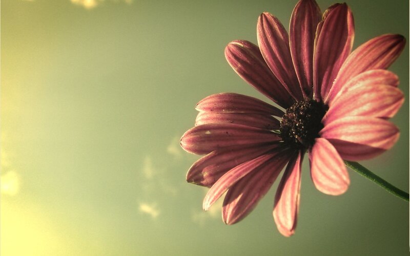 Purple Daisy Flower — Serene, Sunset