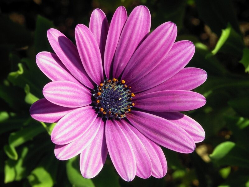 Purple Daisy Flower — Serene