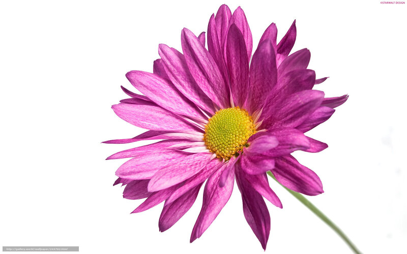 purple daisy flower