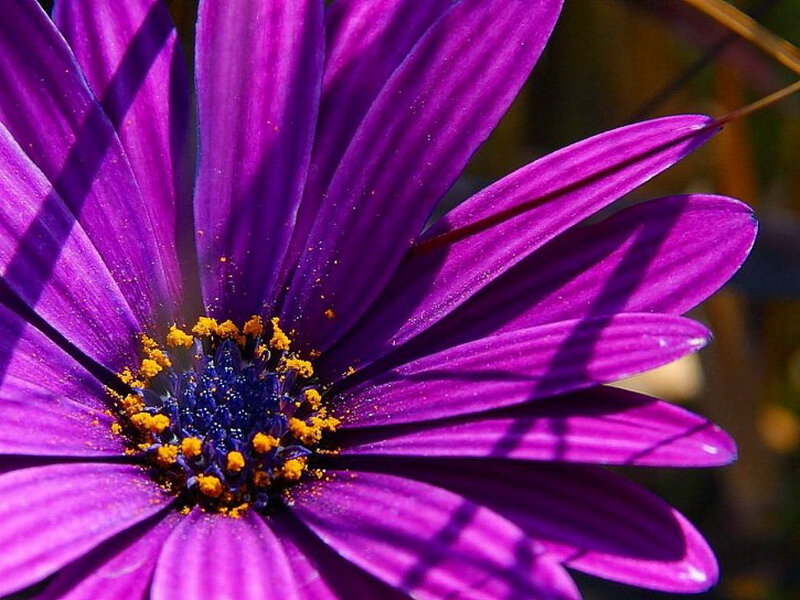 Purple Daisy Flower — Vibrant, Afternoon