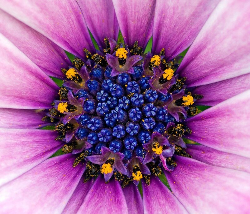 Purple Daisy Flower — Vibrant, Photograph, Petals, Center, Pollen, Blue
