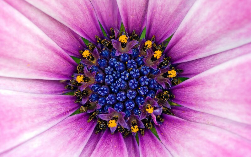 Purple Daisy Flower — Vibrant, Photograph, Petals, Center, Pollen