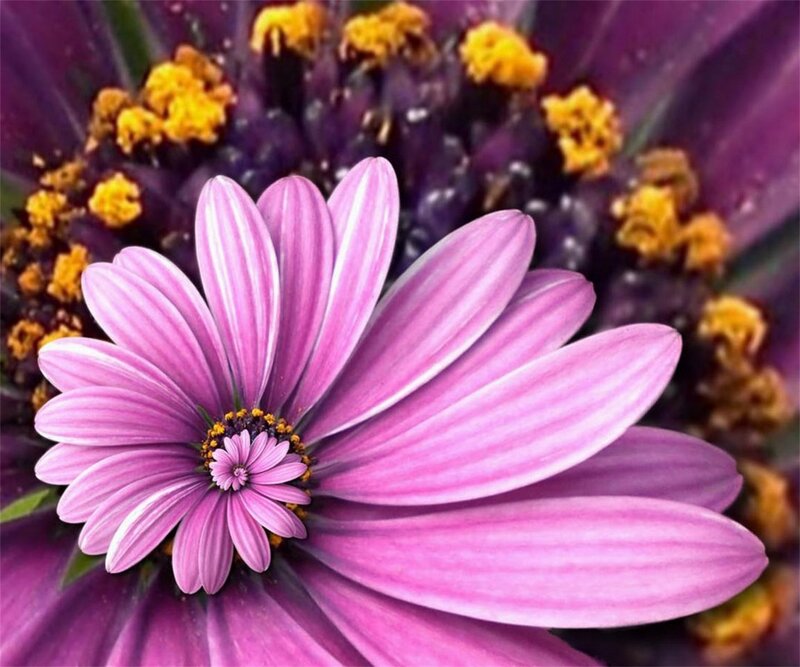 Purple Daisy Flower — Vibrant, Photograph, Yellow Center