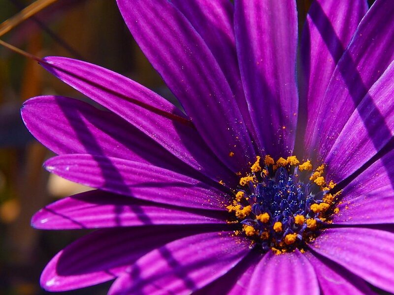 Purple Daisy Flower — Vibrant